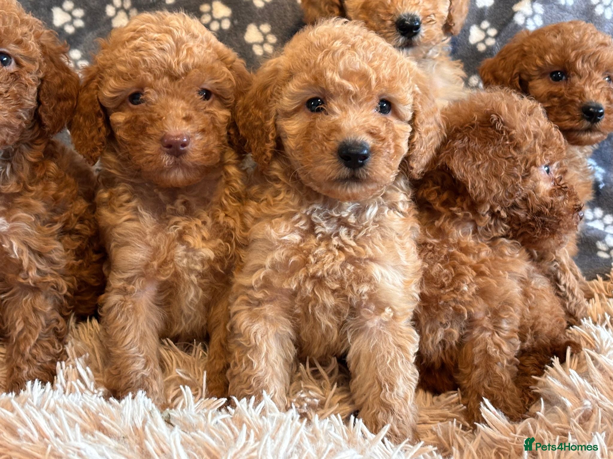 Miniature Poodle dogs KC reg Miniature Poodles - Advert 1