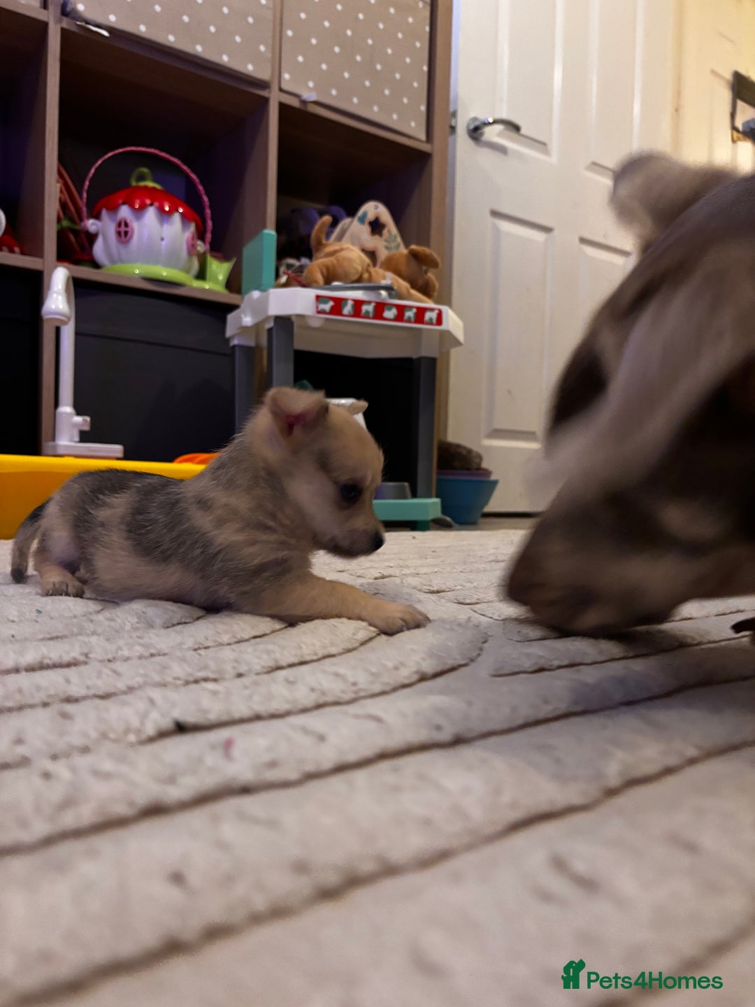 Chorkie dogs for sale: 2 male chorkie puppies for sale - Advert 5