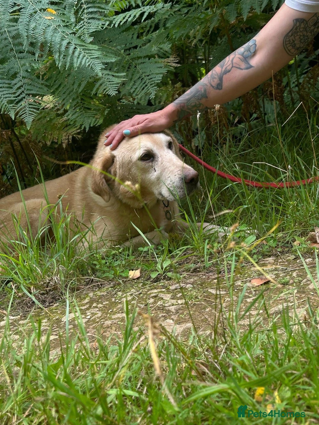 Labrador Retriever dogs for adoption: Rupert - Norwich Norfolk  - Image 8