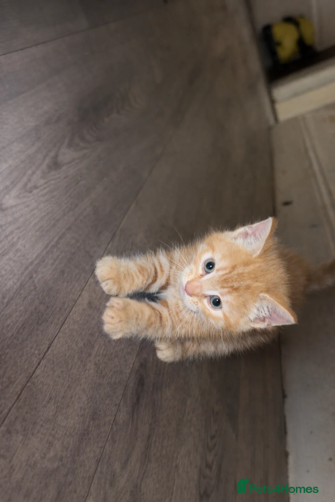 Mixed Breed cats for sale: 3 Tabby kittens for sale  in Birmingham - Advert 2