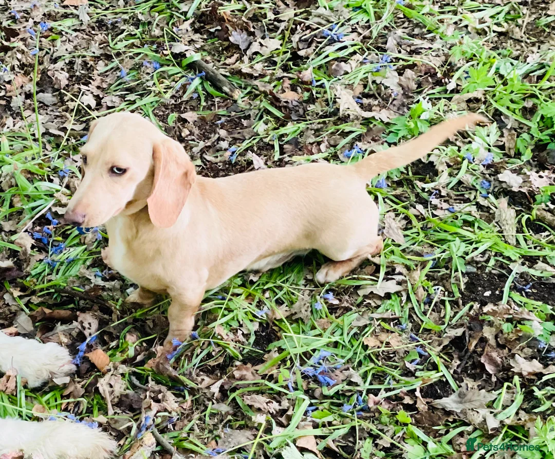 Miniature Dachshund dogs for stud: Award winning breeder-KC extraordinary CreamDapple - Advert 1