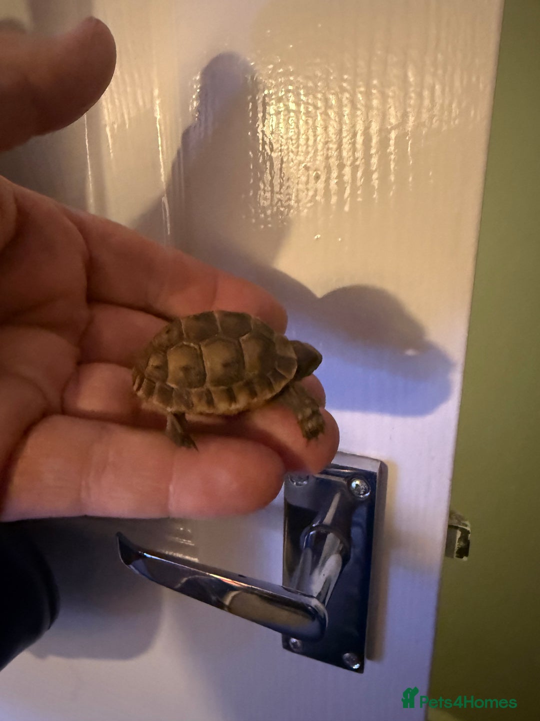 Hermann Tortoise reptiles for sale: 4 month old Hermann’s Tortoise Baby Captive Bred - Advert 5