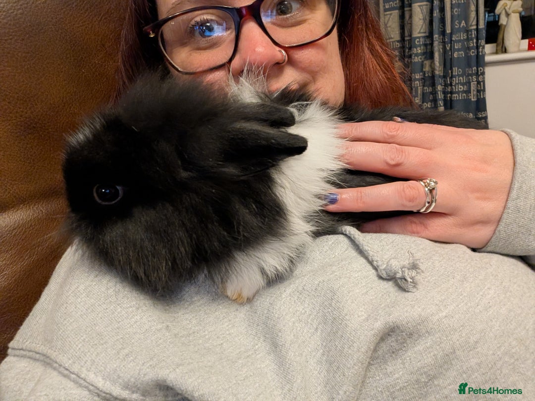 Lionhead rabbits for sale: 3 double mane bunnies - Image 1