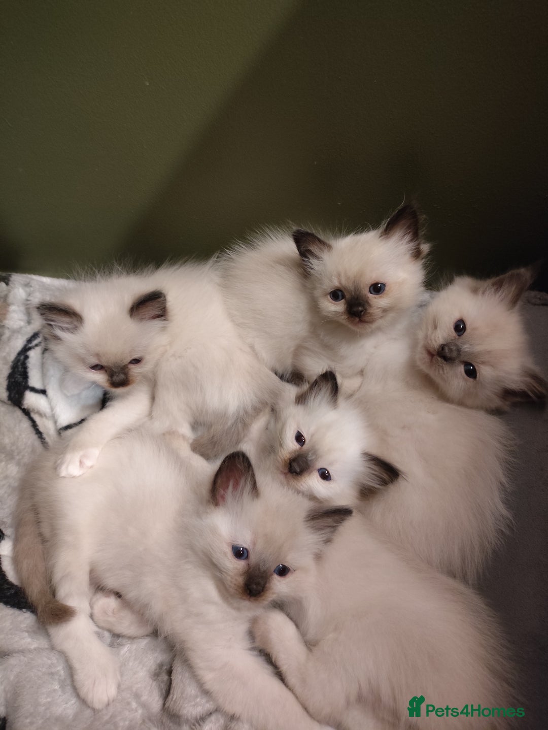 Ragdoll cats for sale: Adorable Ragdoll Kitten ready now - Image 11