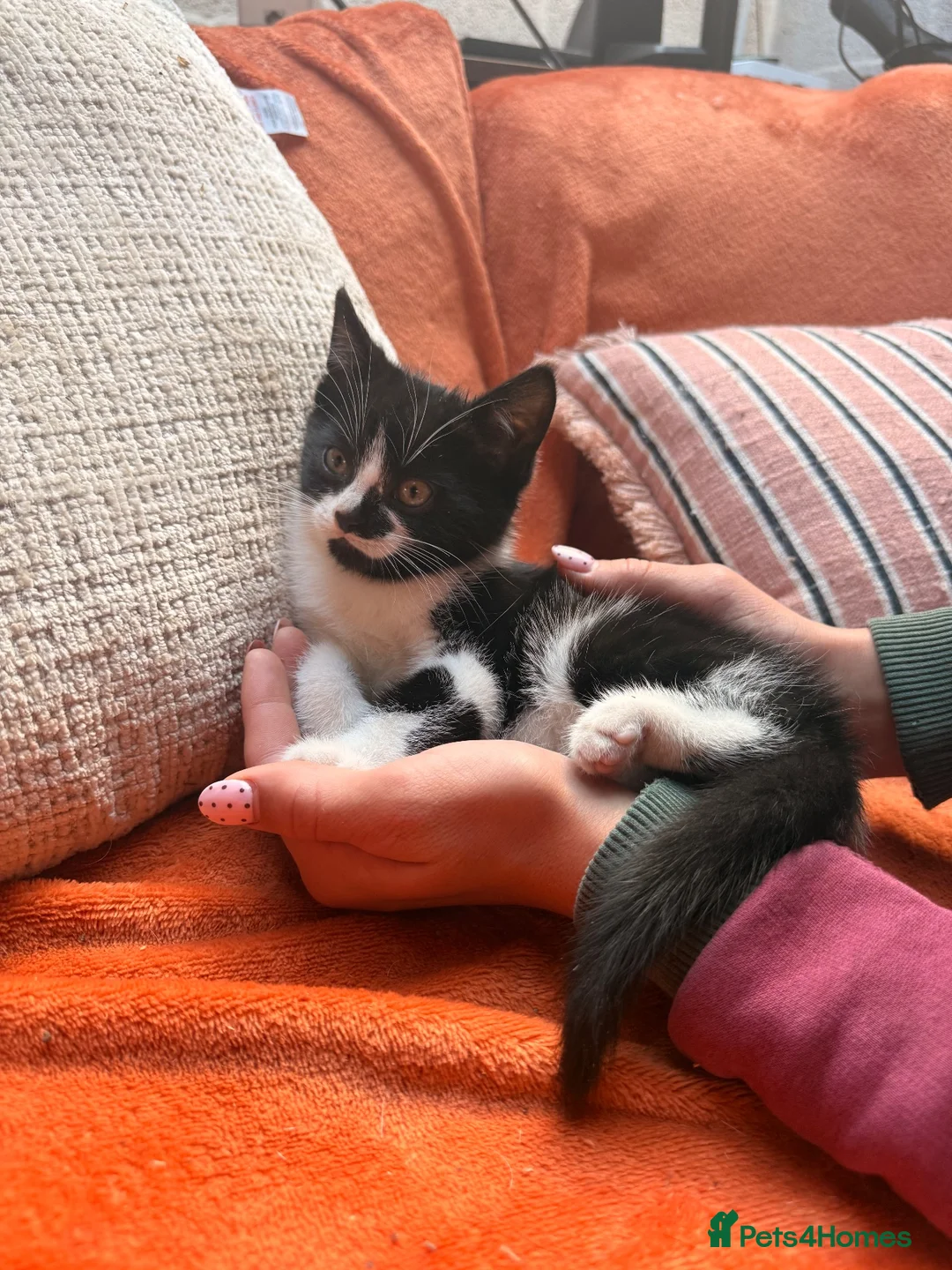 Mixed Breed cats for sale: Beautiful kittens - last to go - Advert 2