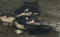 Mixed Breed cats for sale: Gorgeous kittens Cute bundles of mischief - Image 1