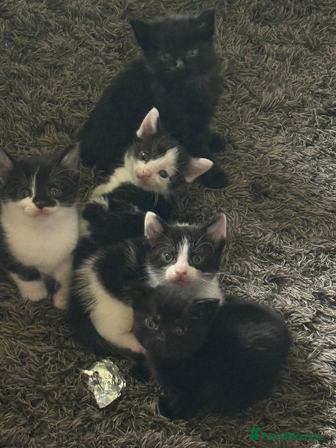 Mixed Breed cats for sale: Gorgeous kittens Cute bundles of mischief - Image 1