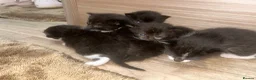 Mixed Breed cats for sale: 🥹🐈Mixed litter kittens looking for forever home - Advert 3