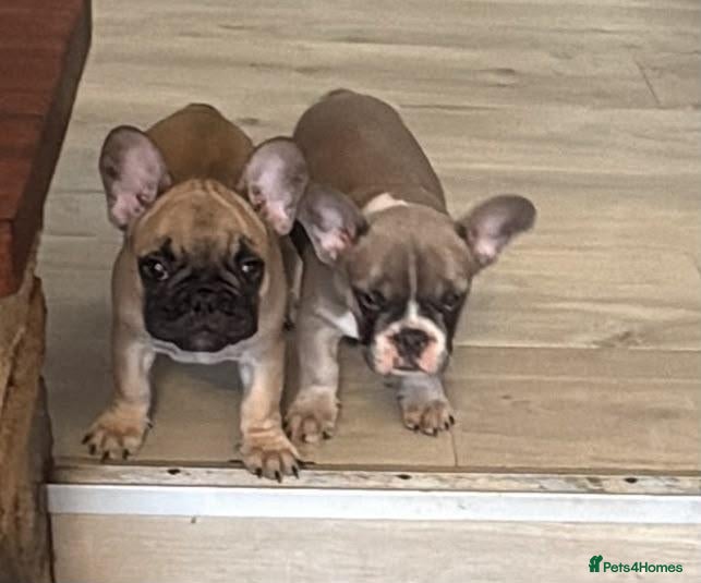 French Bulldog dogs 2 stunning french bulldogs - Advert 1