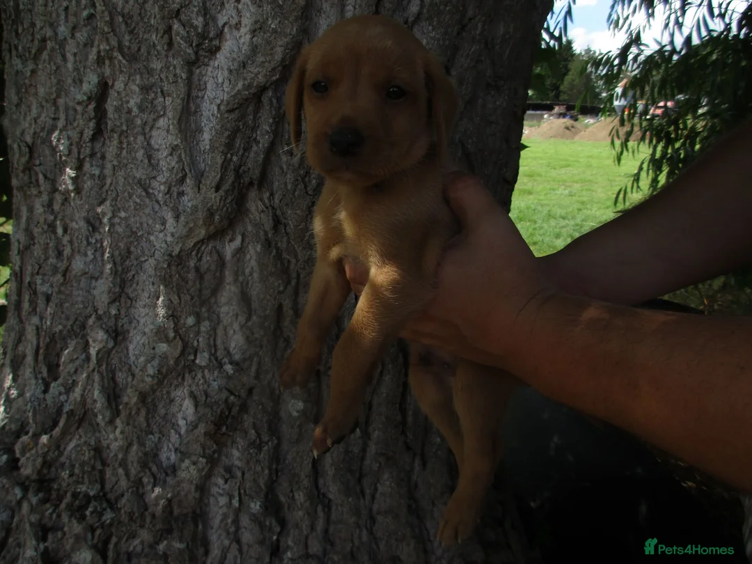 Labrador Retriever dogs for sale: Foxred labrador puppies - Advert 2