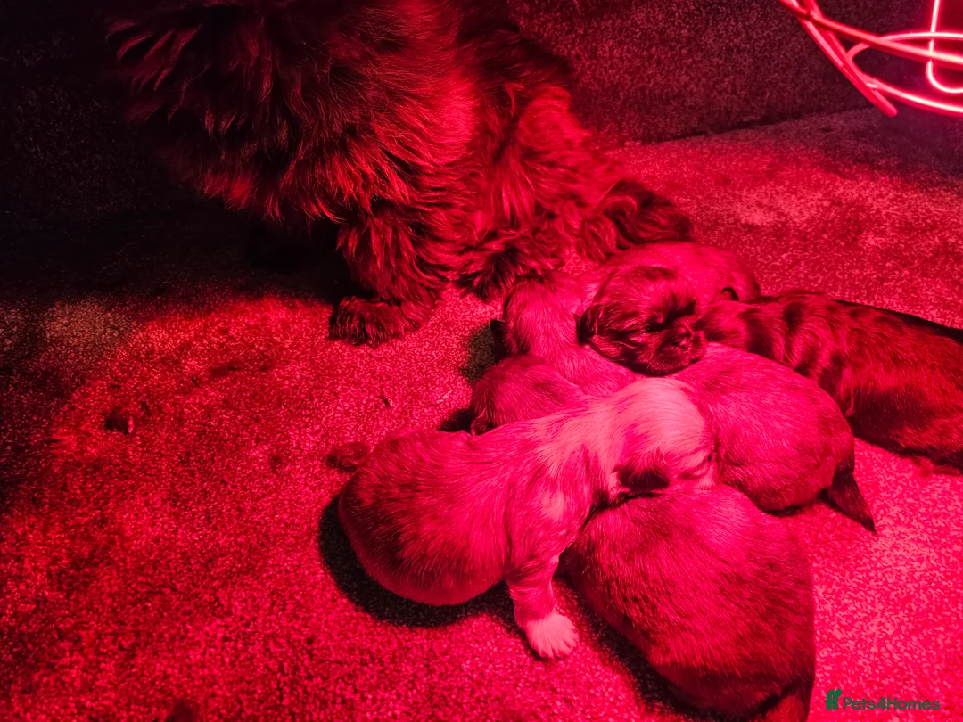 Shih Tzu dogs for sale: Shihtzu puppys  - Advert 4