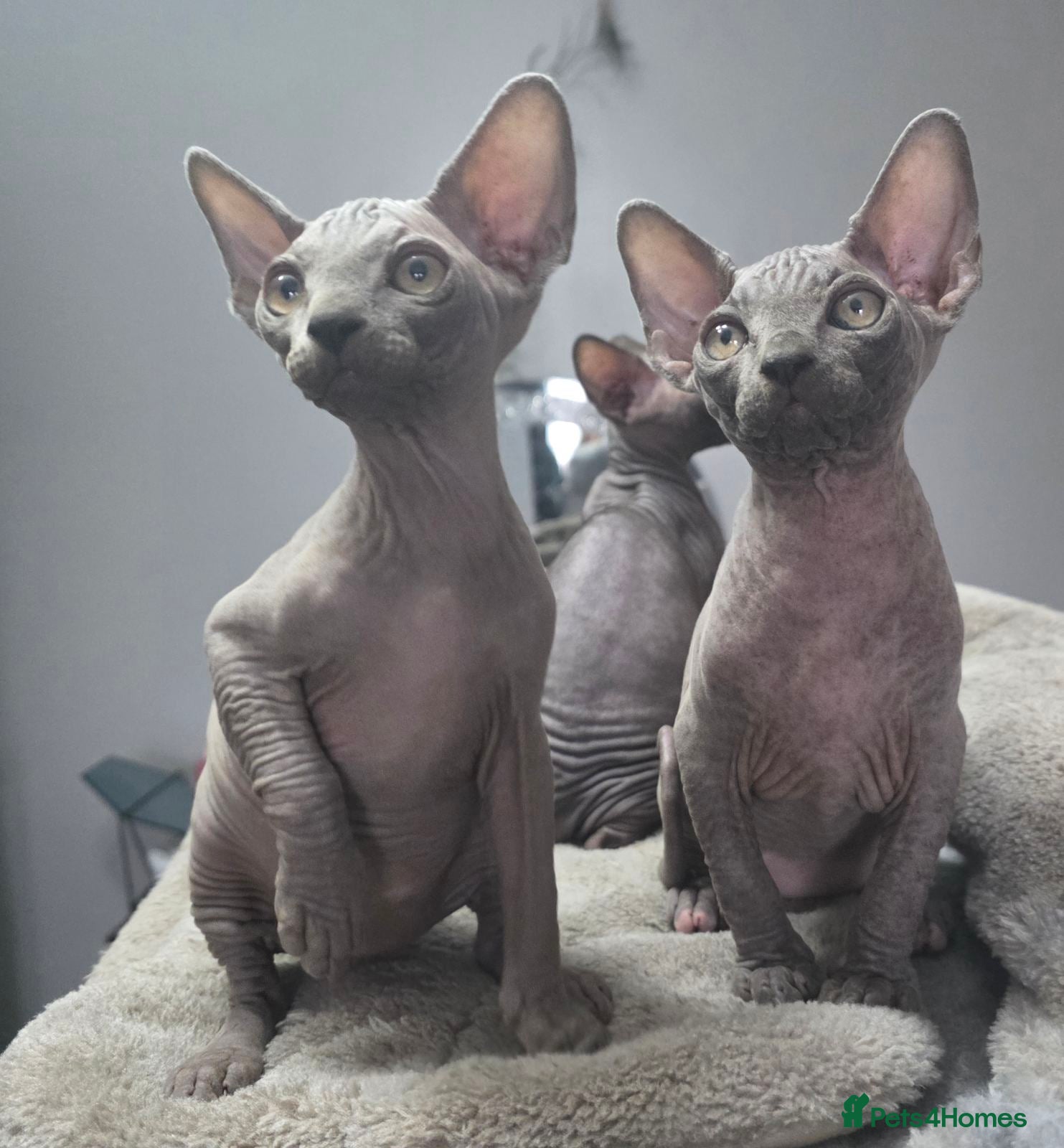 Sphynx cats FIFe registered stunning Sphynx kittens - Advert 11