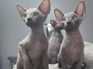 Sphynx cats FIFe registered stunning Sphynx kittens - Advert 11