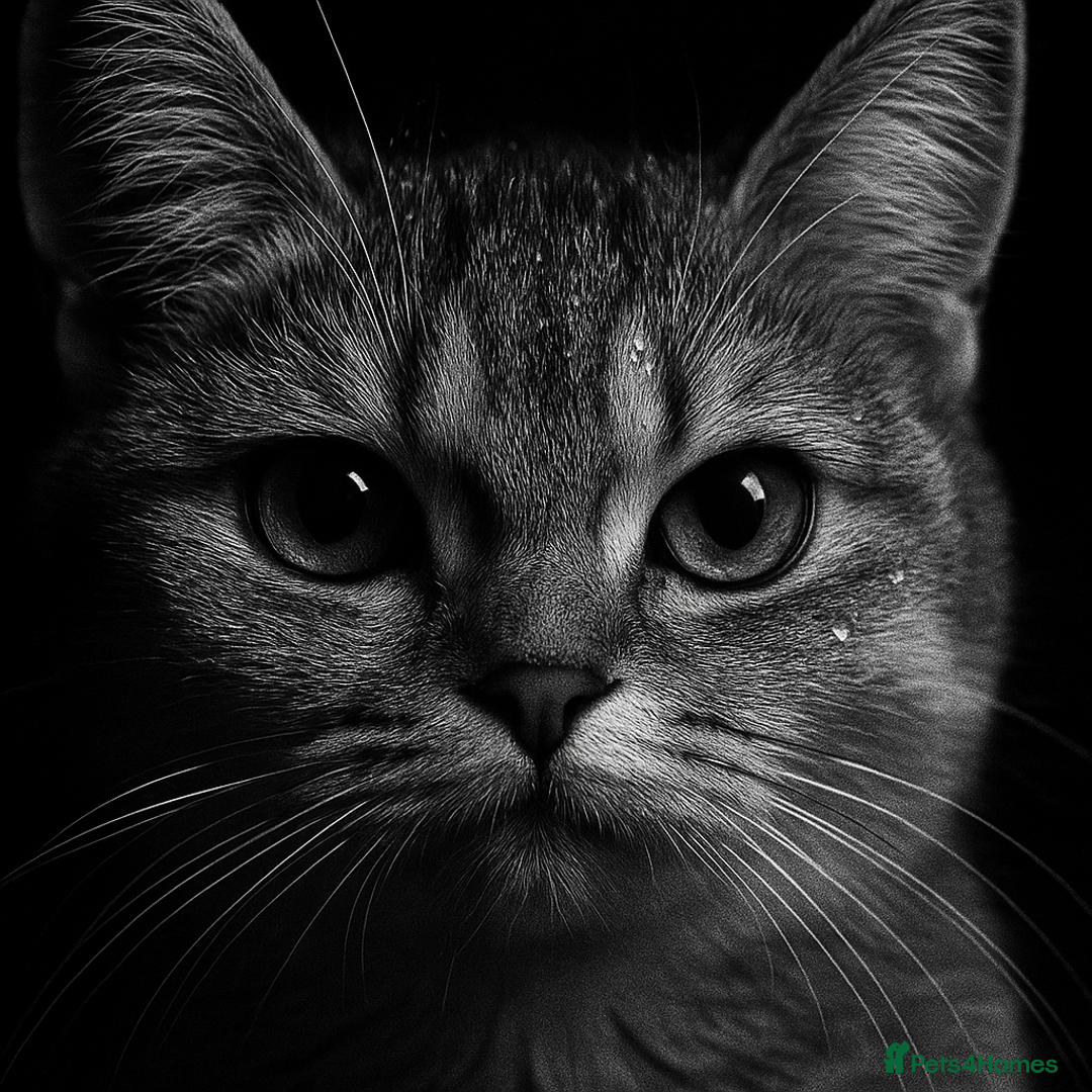 Scottish Fold cats for sale: Scottish straight cat - Image 2