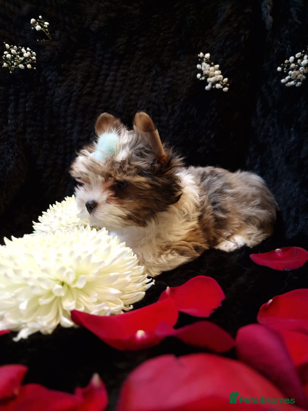Yorkshire Terrier dogs for sale: Luxury Yorkshire Terrier Puppies/Home Raised/IHR   - Advert 19