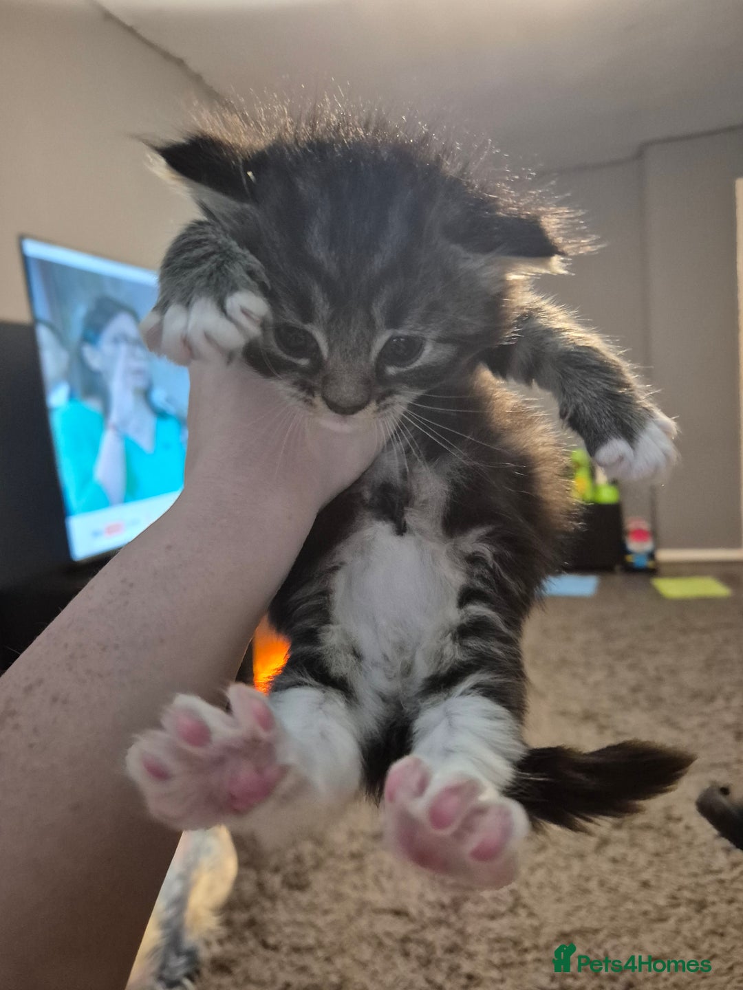 Maine Coon cats for sale: Maine Coon cross - Advert 7