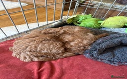 Cavapoo dogs for sale: 7 adorable puppies for sale 5 girls 2 boys  - Image 14