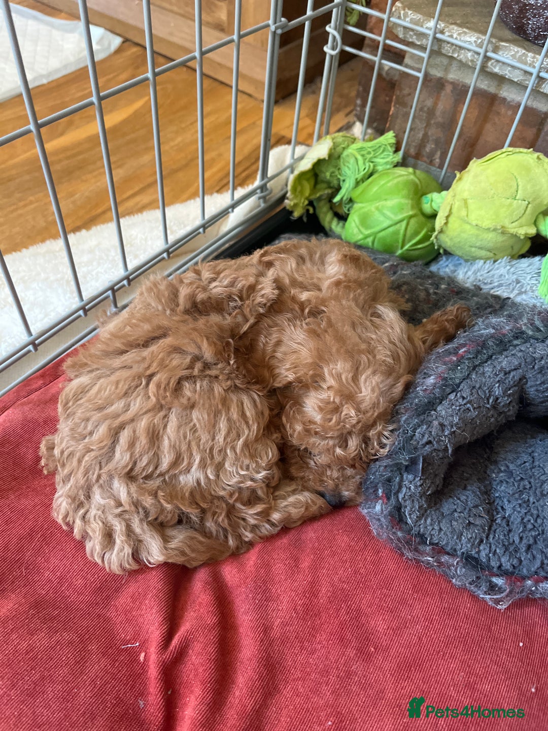 Cavapoo dogs for sale: 7 adorable puppies for sale 5 girls 2 boys  - Image 14