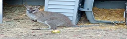 Mixed Breed livestock for sale: Pair of wallabies  - Advert 2