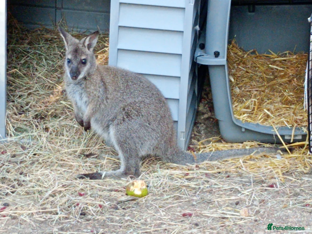 Mixed Breed livestock for sale: Pair of wallabies  - Advert 2