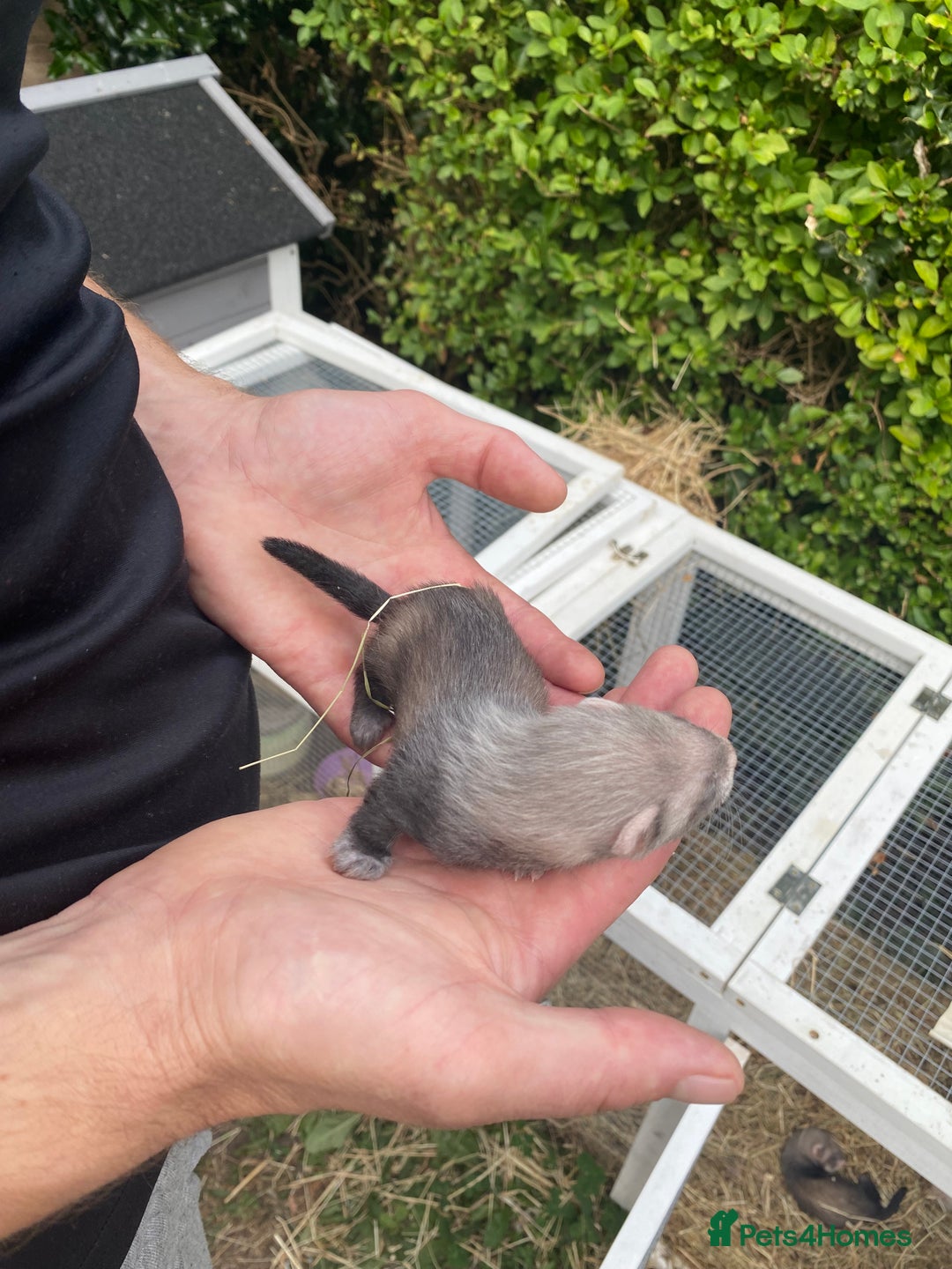 Ferret rodents for sale: Ferret kits  - Image 5