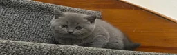British Shorthair cats for sale: 4 blue Britishshorthair kittens Girls  for sale - Advert 11
