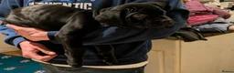 Cane Corso dogs for sale: From Our Home to Yours-Cane Corso Puppies in London - Advert 8