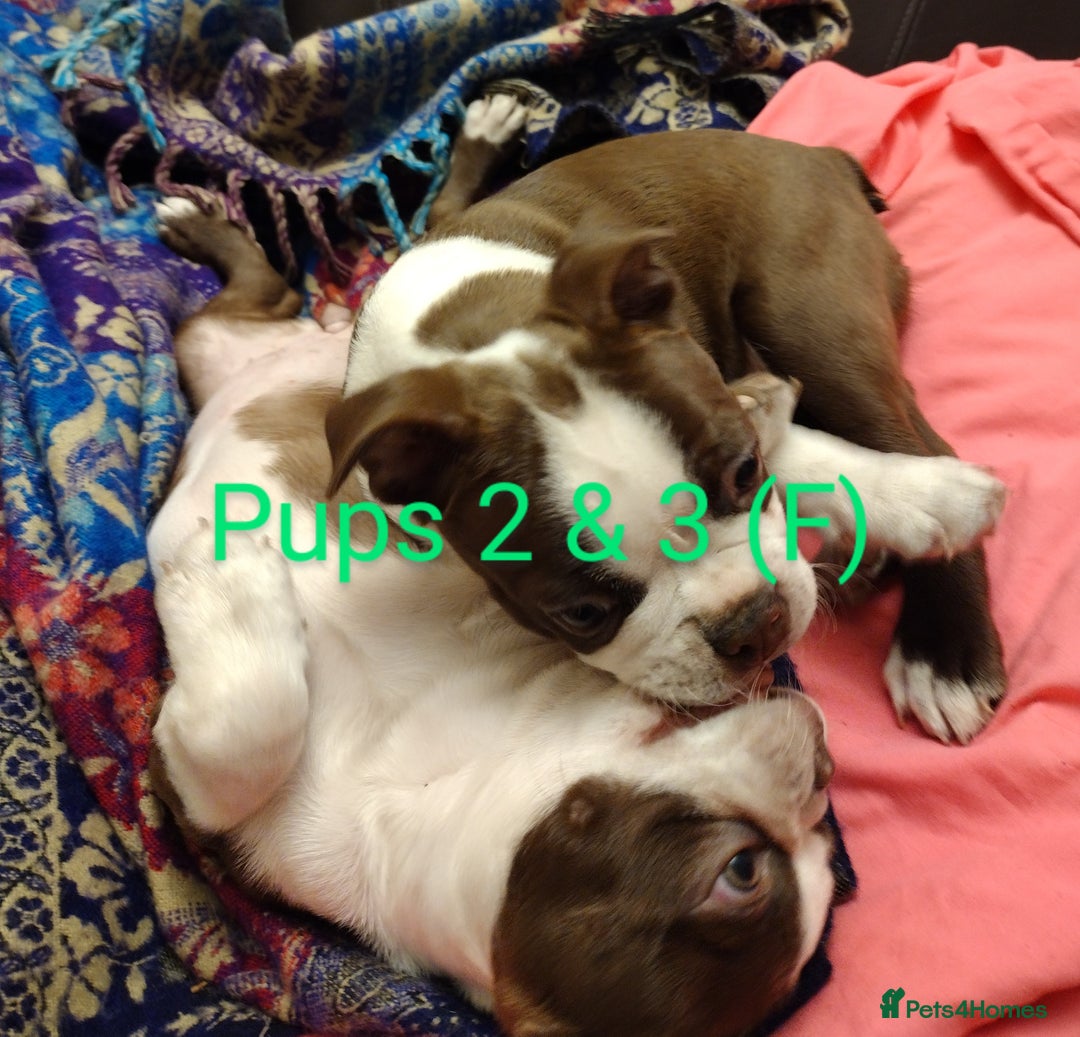 Boston Terrier dogs for sale: Three adorable KC Boston Terrier puppies - Image 3