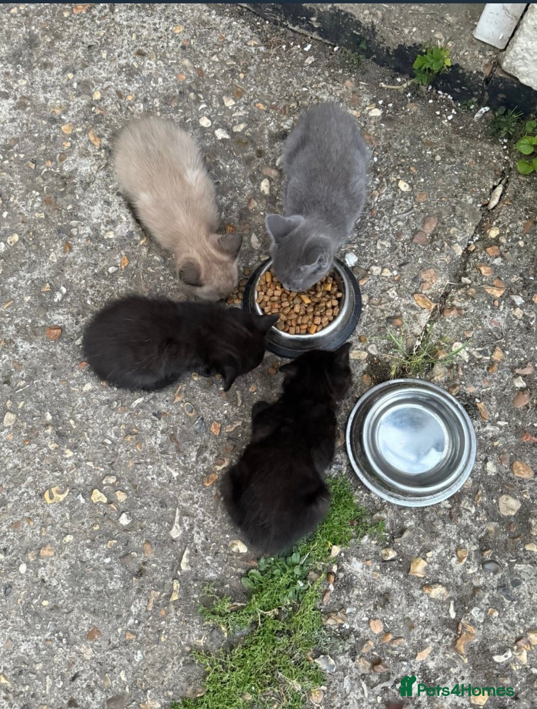 Ragdoll cats for sale: 7 week old ragdoll kittens sale  - Image 2