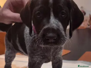 German Wirehaired Pointer dogs Ready to View !! GWP KC Pups - Advert 5