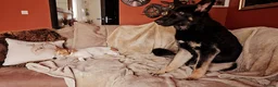 German Shepherd dogs for sale: 7 month old german shepard male in Burton-on-Trent - Advert 3