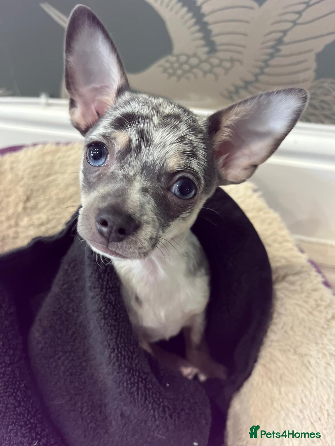 Chihuahua dogs for stud: Handsome Chihuahua for stud - Advert 2