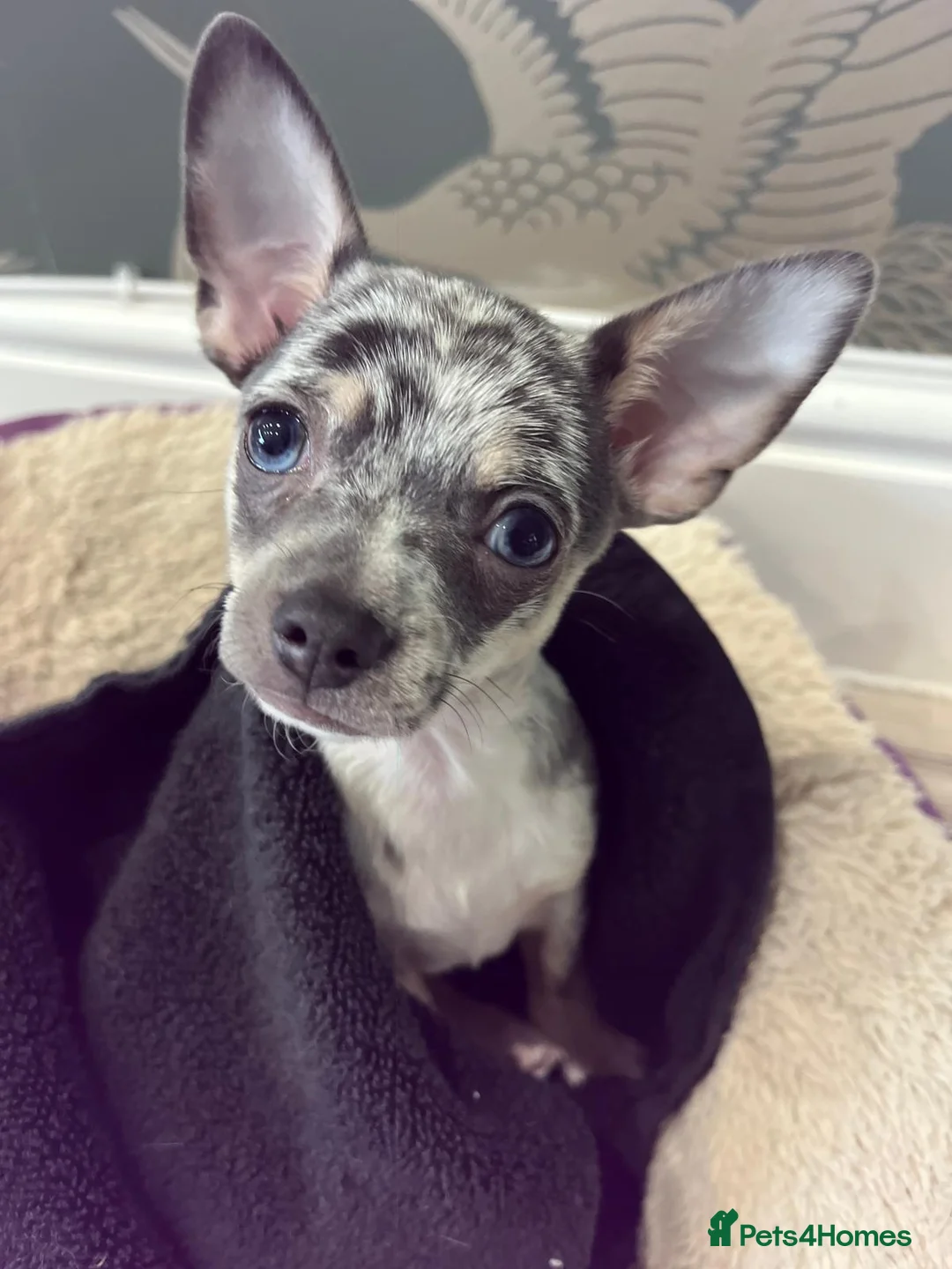 Chihuahua dogs for stud: Handsome Chihuahua for stud - Advert 2