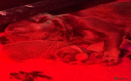 French Bulldog dogs for sale: *FLUFFY FRENCHIE’S* - Image 20