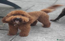 Miniature Poodle dogs for stud: Proven apricot miniature poodle in Sutton Coldfield - Image 6