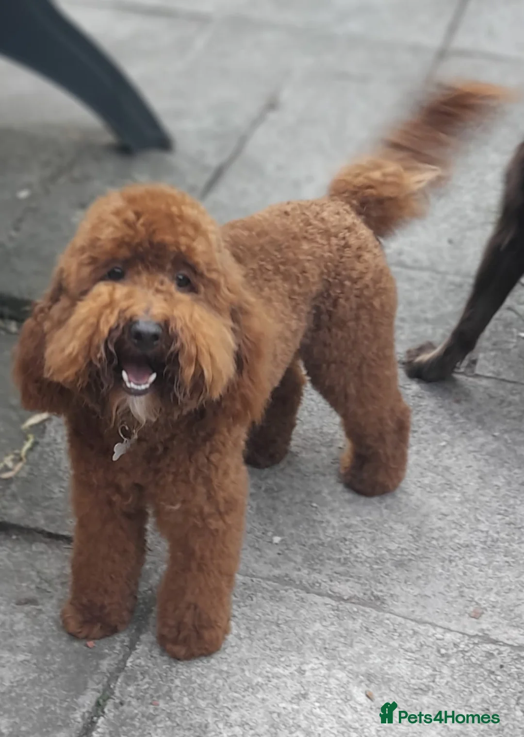 Miniature Poodle dogs for stud: Proven apricot miniature poodle in Sutton Coldfield - Advert 6
