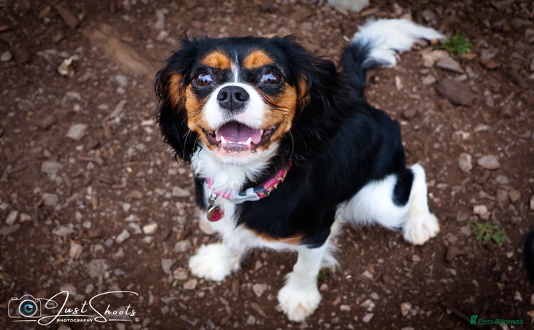 Cavalier King Charles Spaniel dogs - Advert 1