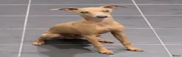 Italian Greyhound dogs for sale: PETITE KC Italian greyhound puppies Europ. lineage - Advert 9