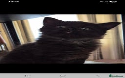 Mixed Breed cats for sale: 2 kittens available  - Image 2