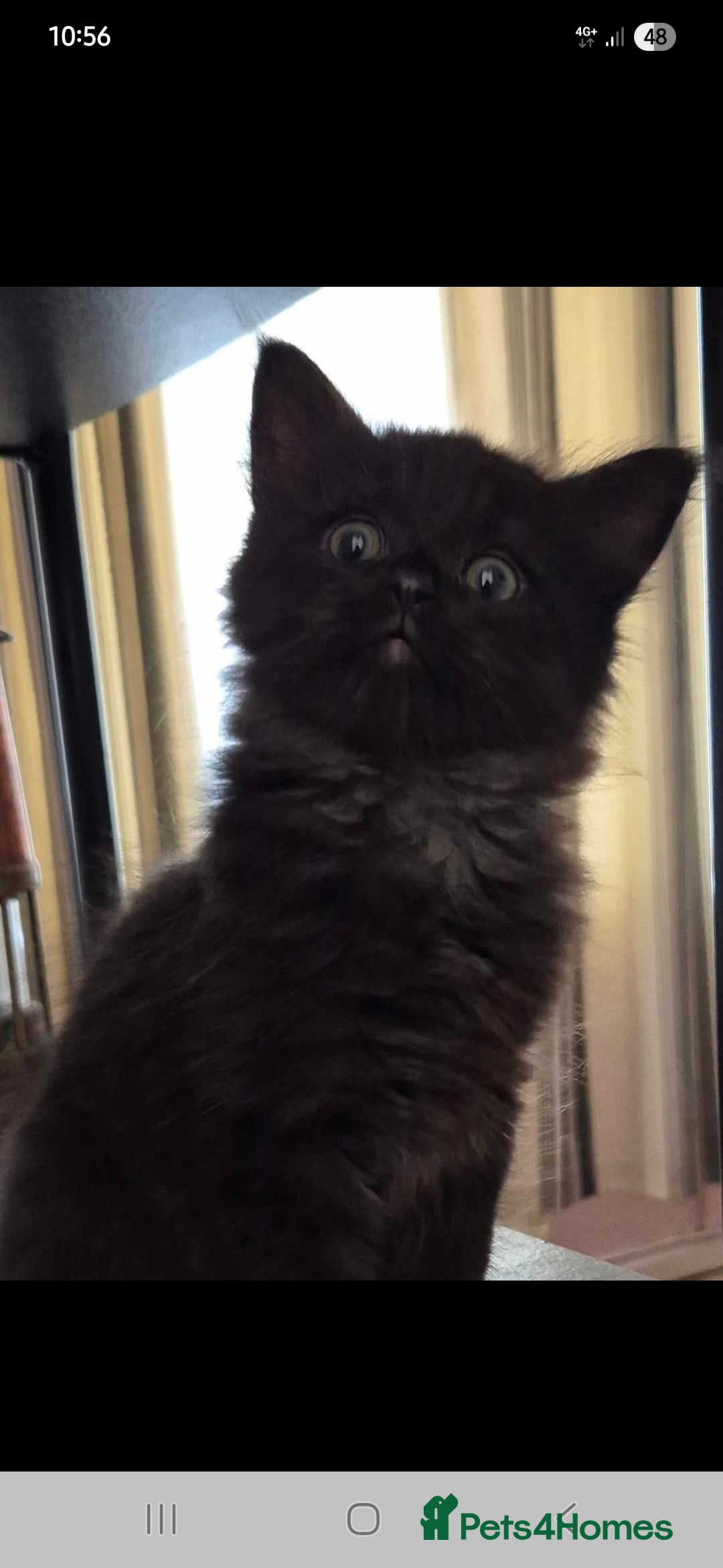 Mixed Breed cats for sale: 2 kittens available  - Image 2
