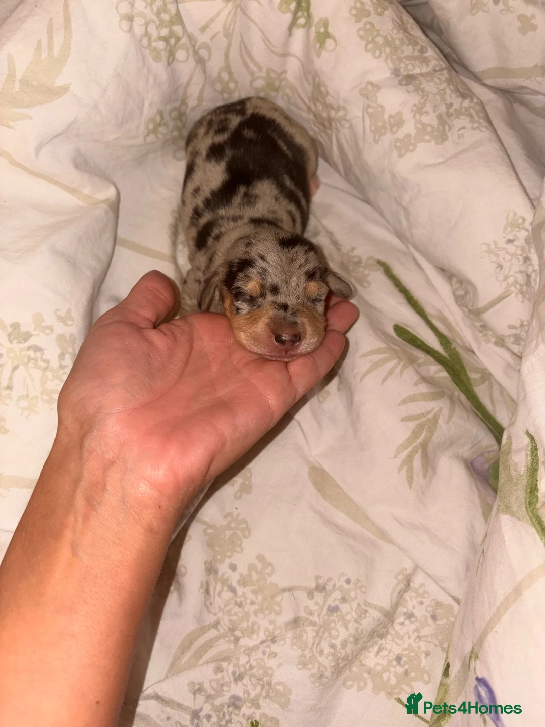 Miniature Dachshund dogs for sale: Gorgeous litter of 8 KC reg miniature dachshunds  - Advert 8
