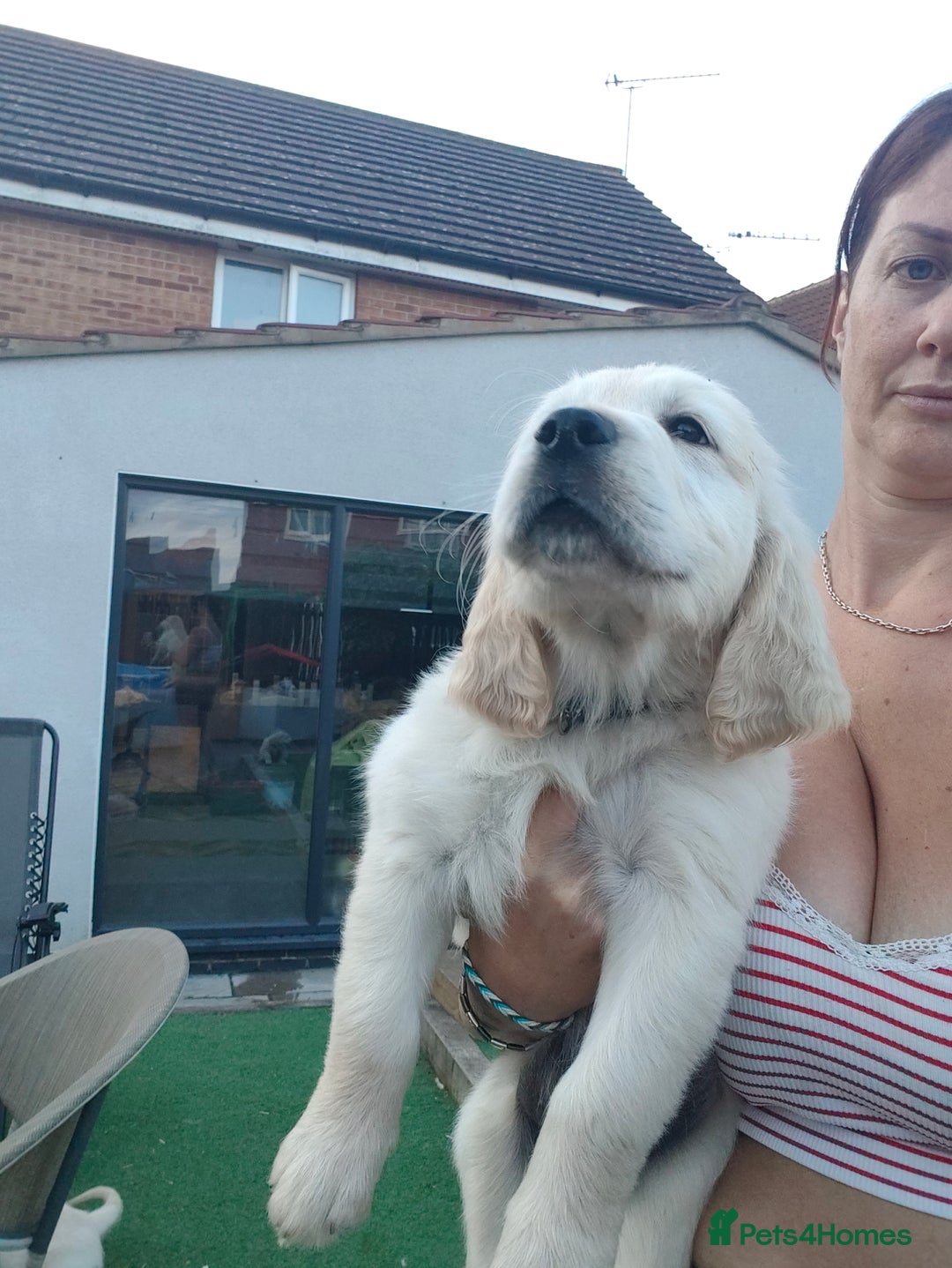 Golden Retriever dogs for sale: Golden retriever chunky pups  - Image 12