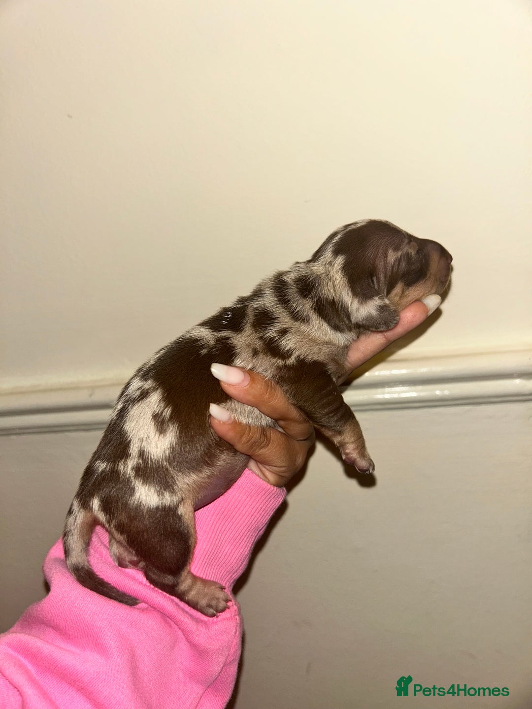 Miniature Dachshund dogs for sale: Beautiful miniature dachshund (male) - Image 5