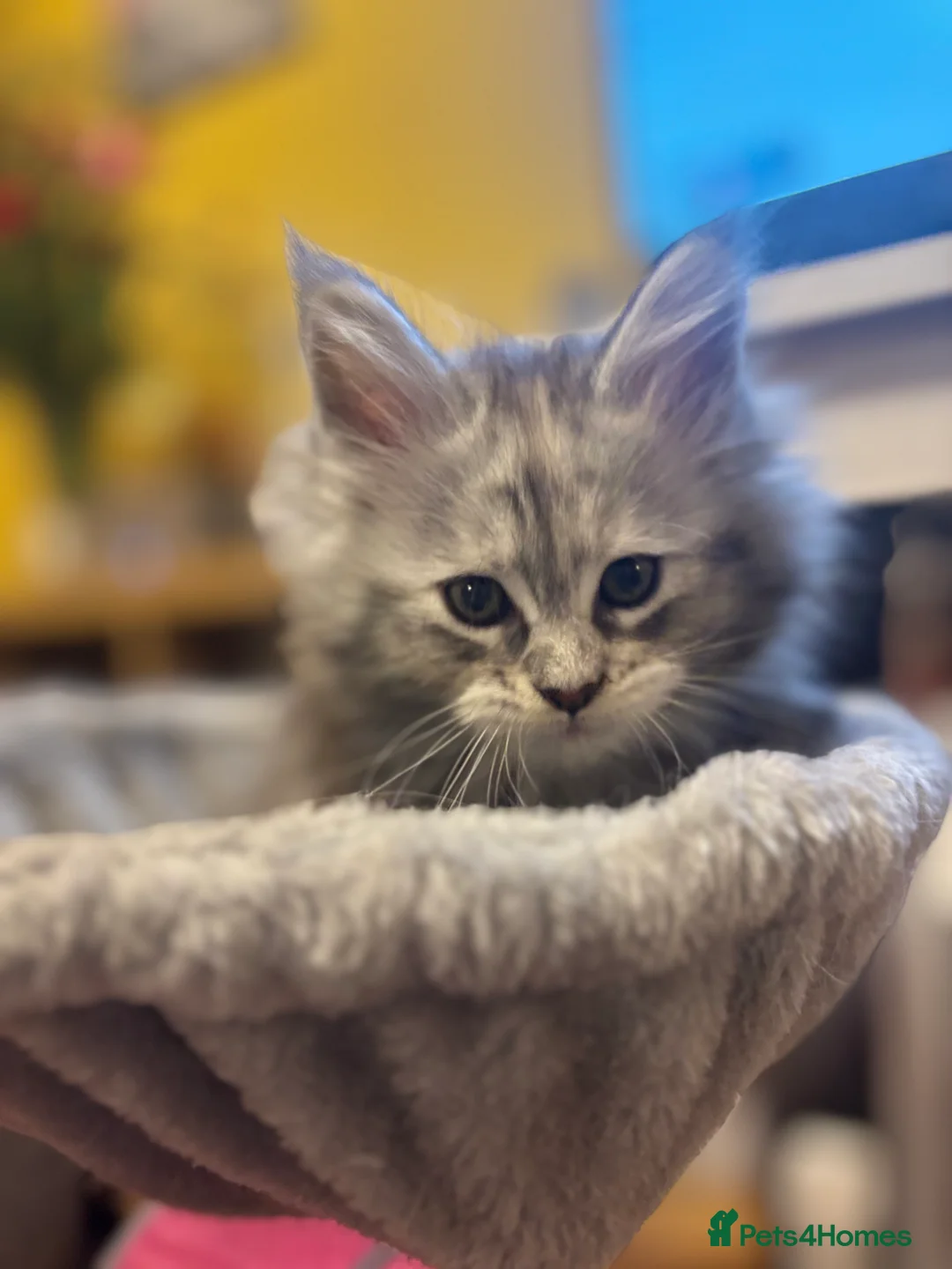 Maine Coon cats for sale: 4 Maine Coon kittens looking for a loving home  - Advert 3