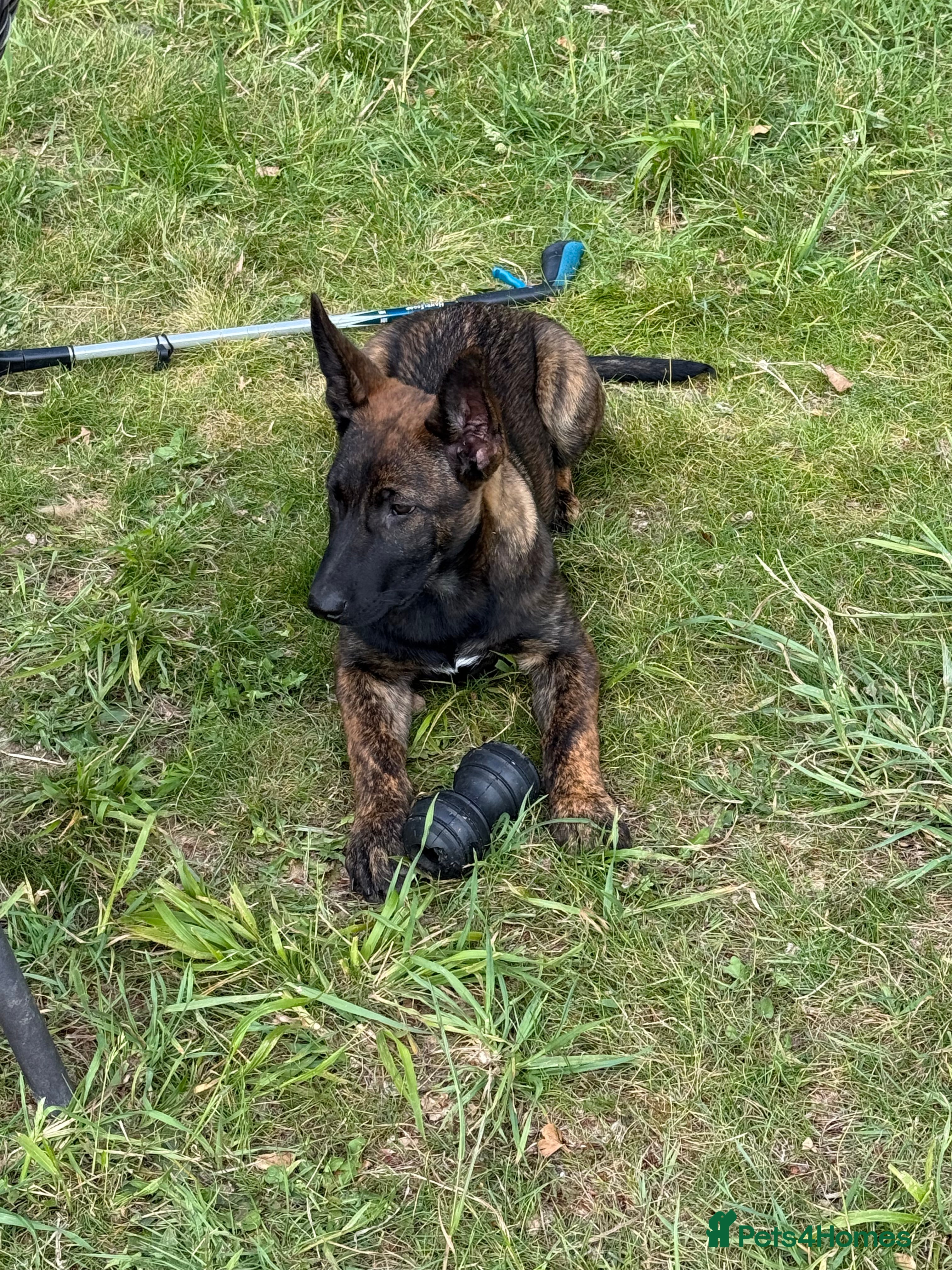 German Shepherd dogs STUNNING, Chunky Dutch Herder x GSD Puppies - Advert 2