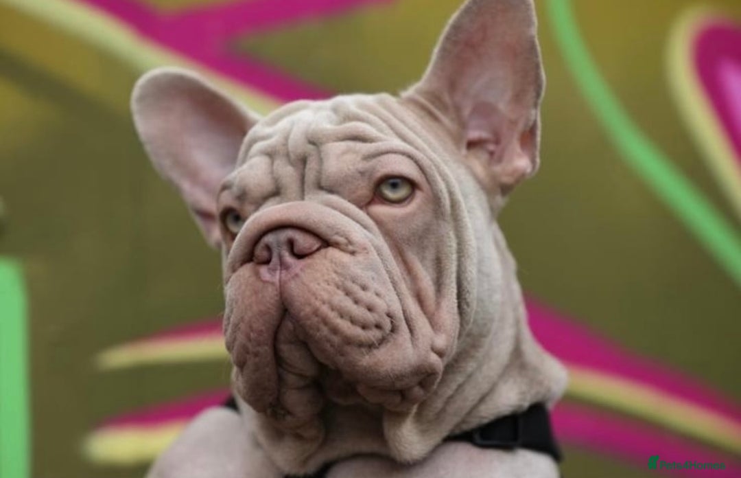 French Bulldog dogs for sale: Newshade Velvet Female Frenchie Pup - Advert 2