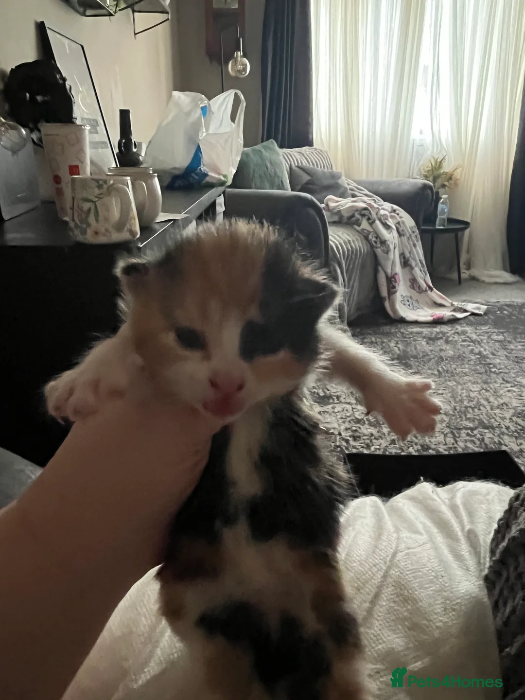 Mixed Breed cats for sale: Munchkin x kittens for adoption  - Advert 11