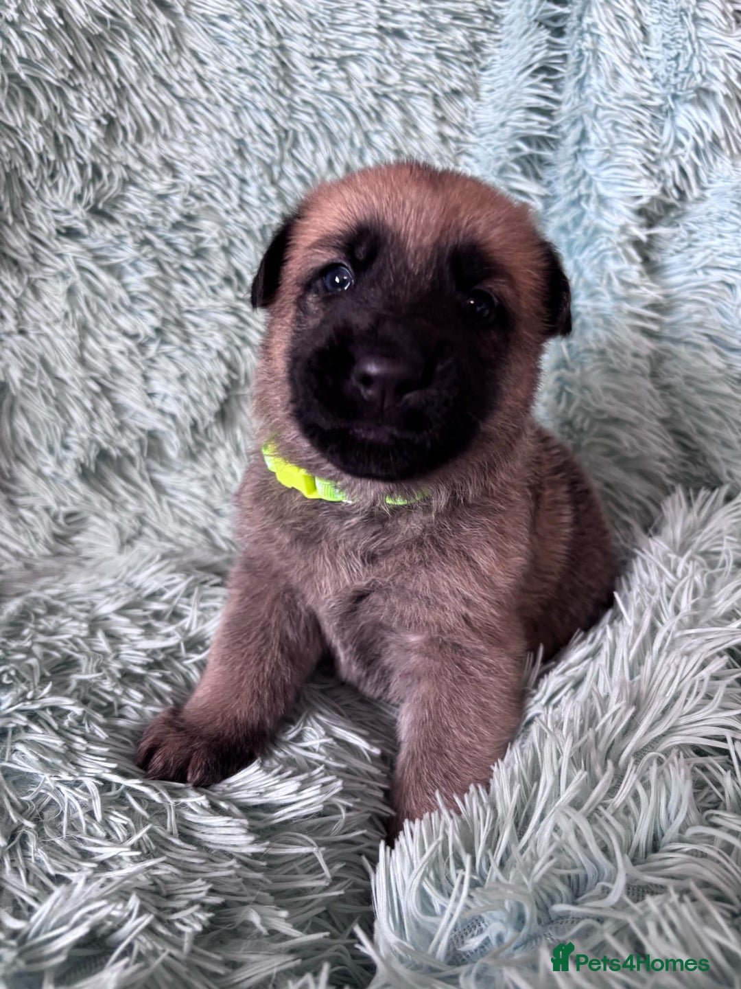 German Shepherd dogs for sale: German Shepard KC Reg Puppies in Scunthorpe - Image 16