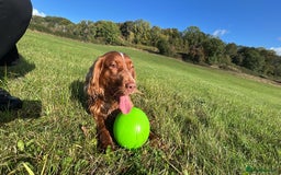 Cocker Spaniel dogs for sale: Working cocker spaniel (male) 4 years old - Image 3