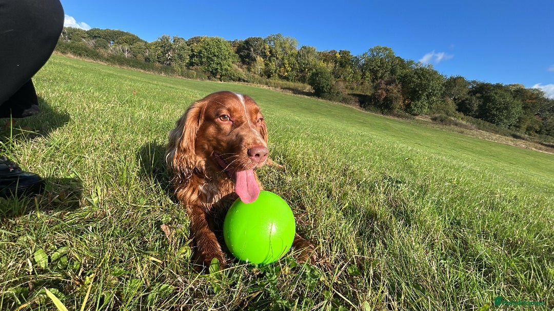 Cocker Spaniel dogs for sale: Working cocker spaniel (male) 4 years old - Image 3